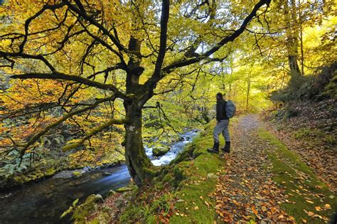 visitar muniellos|Muniellos, Bosque de Muniellos Asturias 